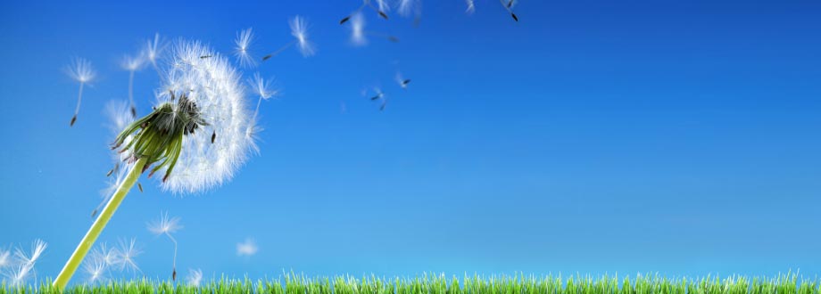 Evansville Allergy Pollen Count